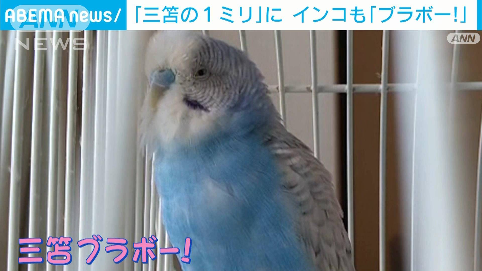 三笘の1ミリ にインコも ブラボー