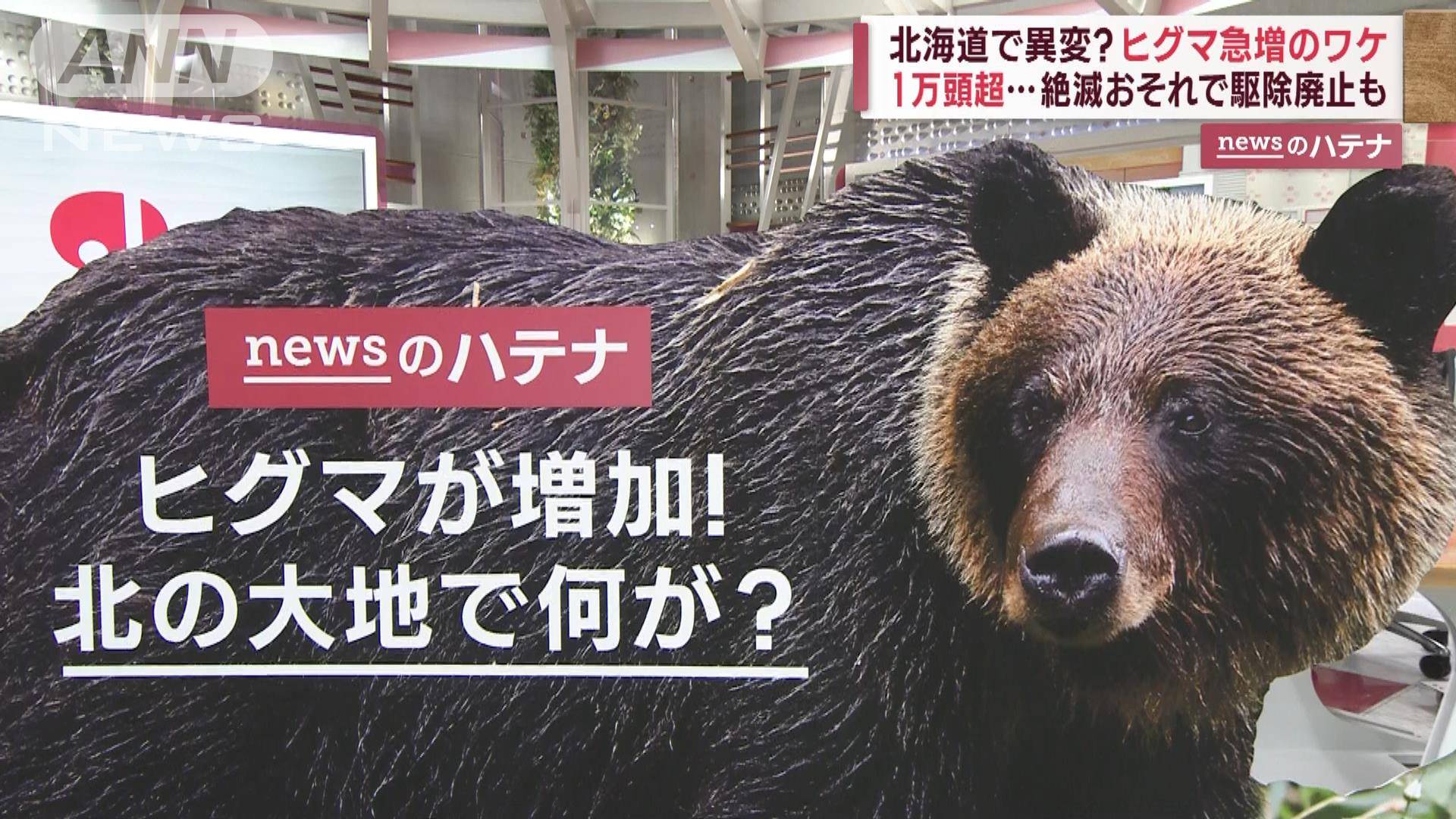 【解説】北海道で異変?ヒグマ急増のワケ 「春グマ駆除」廃止や“人間側の変化”
