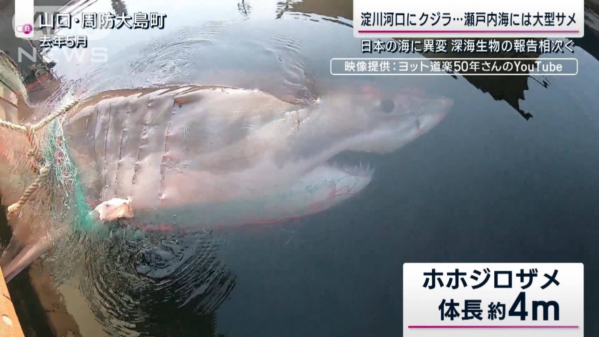 迷い鯨”が注目集める中…日本の海に異変？「北上する大型サメ」温暖化