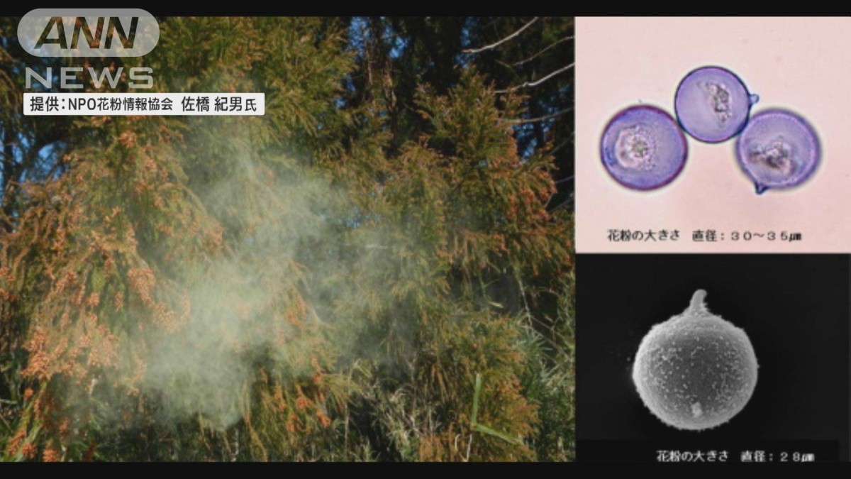 花粉症の人は要チェック！今春は花粉大量飛散か　スギ花粉が過去最多8県も　環境省