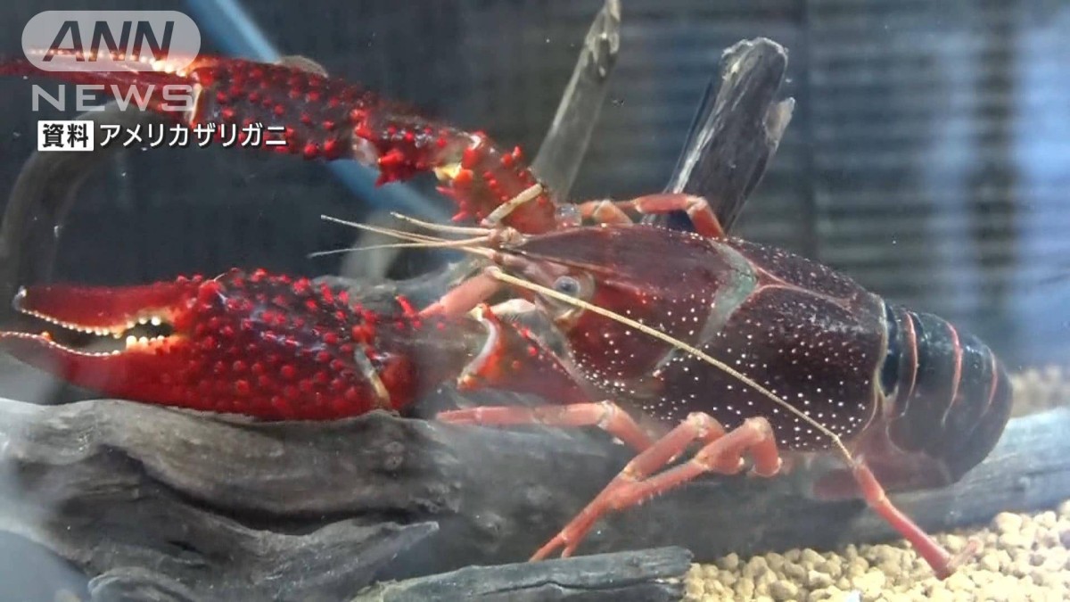 アメリカザリガニ」と「ミドリガメ」輸入や販売、野外への放出が禁止に