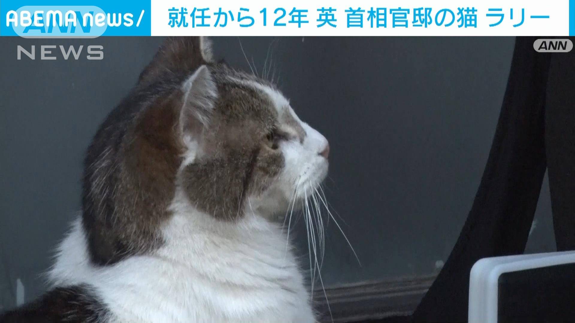 英首相官邸の「ネズミ捕獲長」猫のラリー 就任12年…5人の主の元で生活