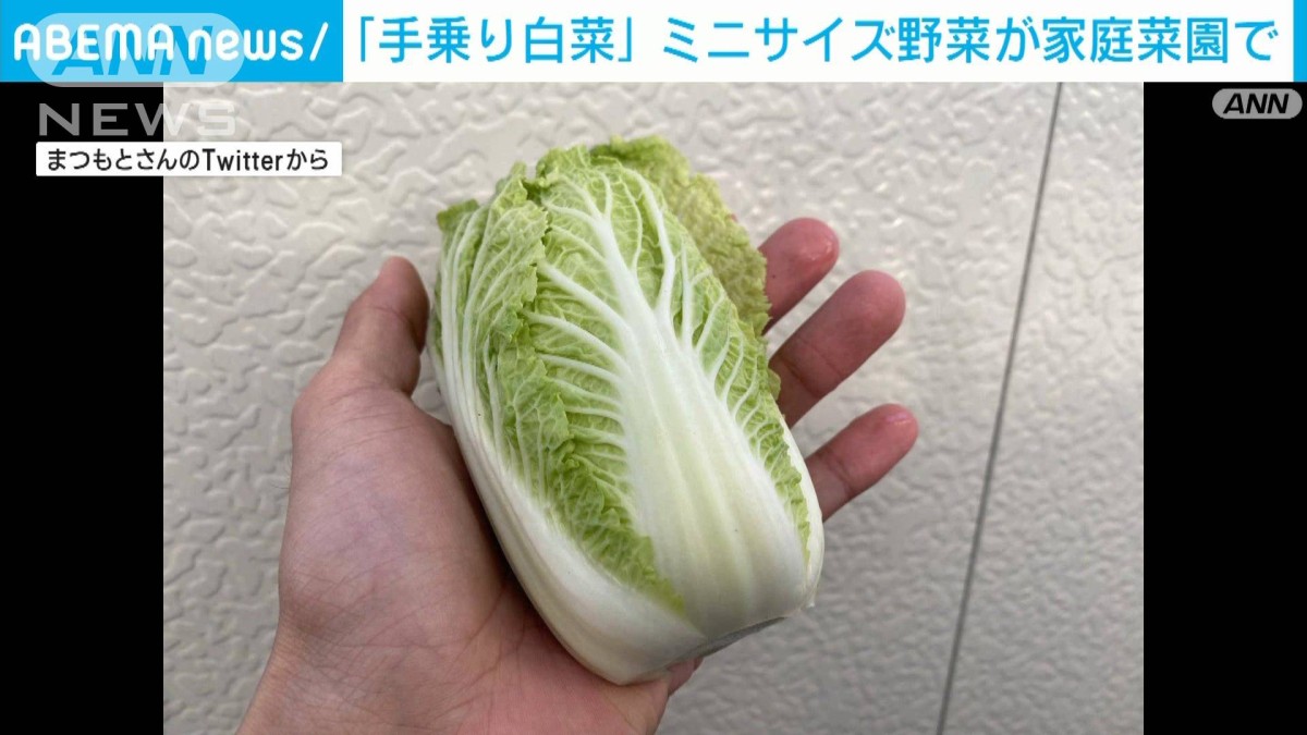 手のひらちょこんとサイズの「手乗り白菜」