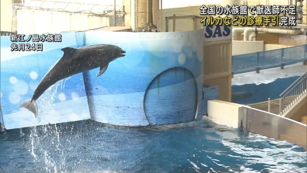 国内初!イルカなどに特化した「海獣診療マニュアル」完成 背景に専門