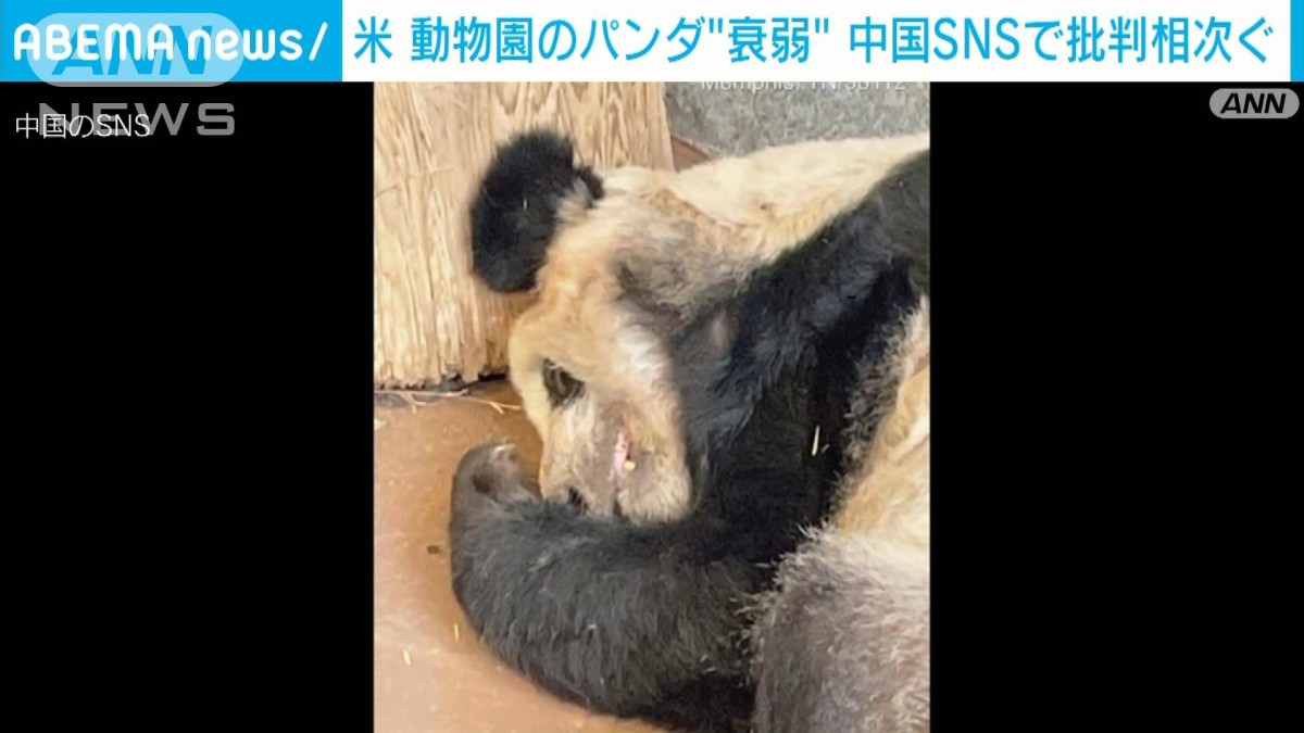 アメリカ の パンダ