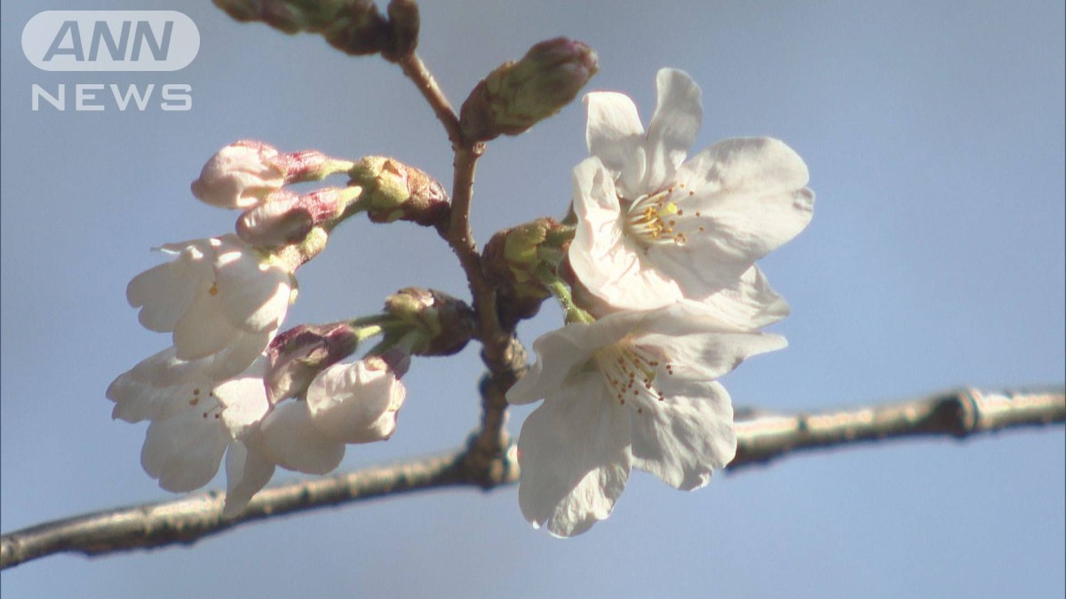 名古屋のサクラも咲いた！東京・横浜・岐阜から4地点連続で記録的早さ