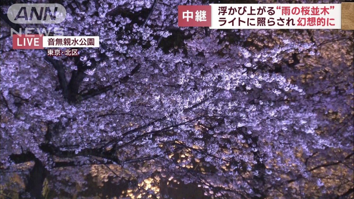 浮かび上がる“雨の桜並木”ライトに照らされ幻想的に