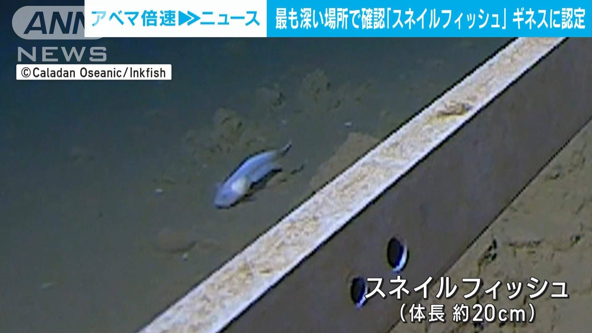 「最も深い場所」で泳いでいる魚を撮影 ギネス世界記録に認定