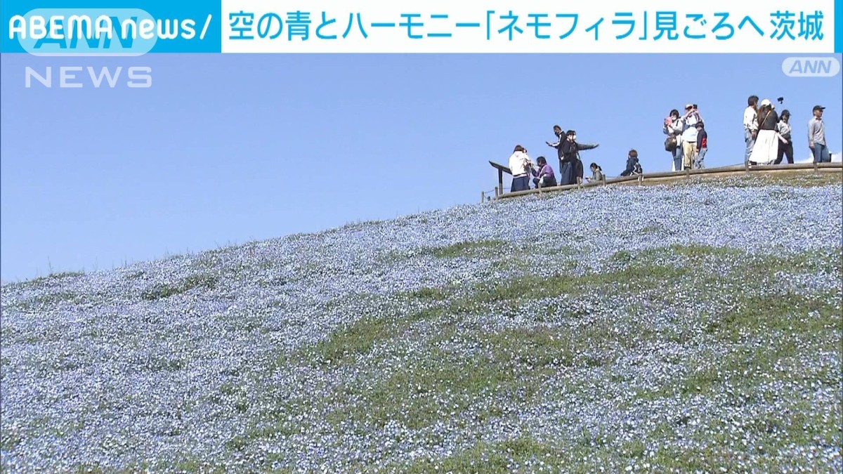 丘一面に咲く「ネモフィラ」 青い空と青いじゅうたん