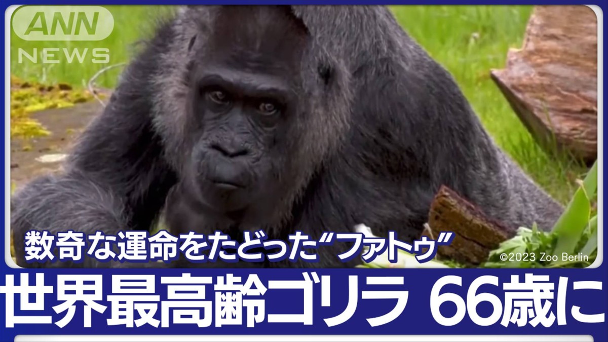 世界最高齢ゴリラが66歳に すでに歯はないが…誕生日プレゼント楽しむ
