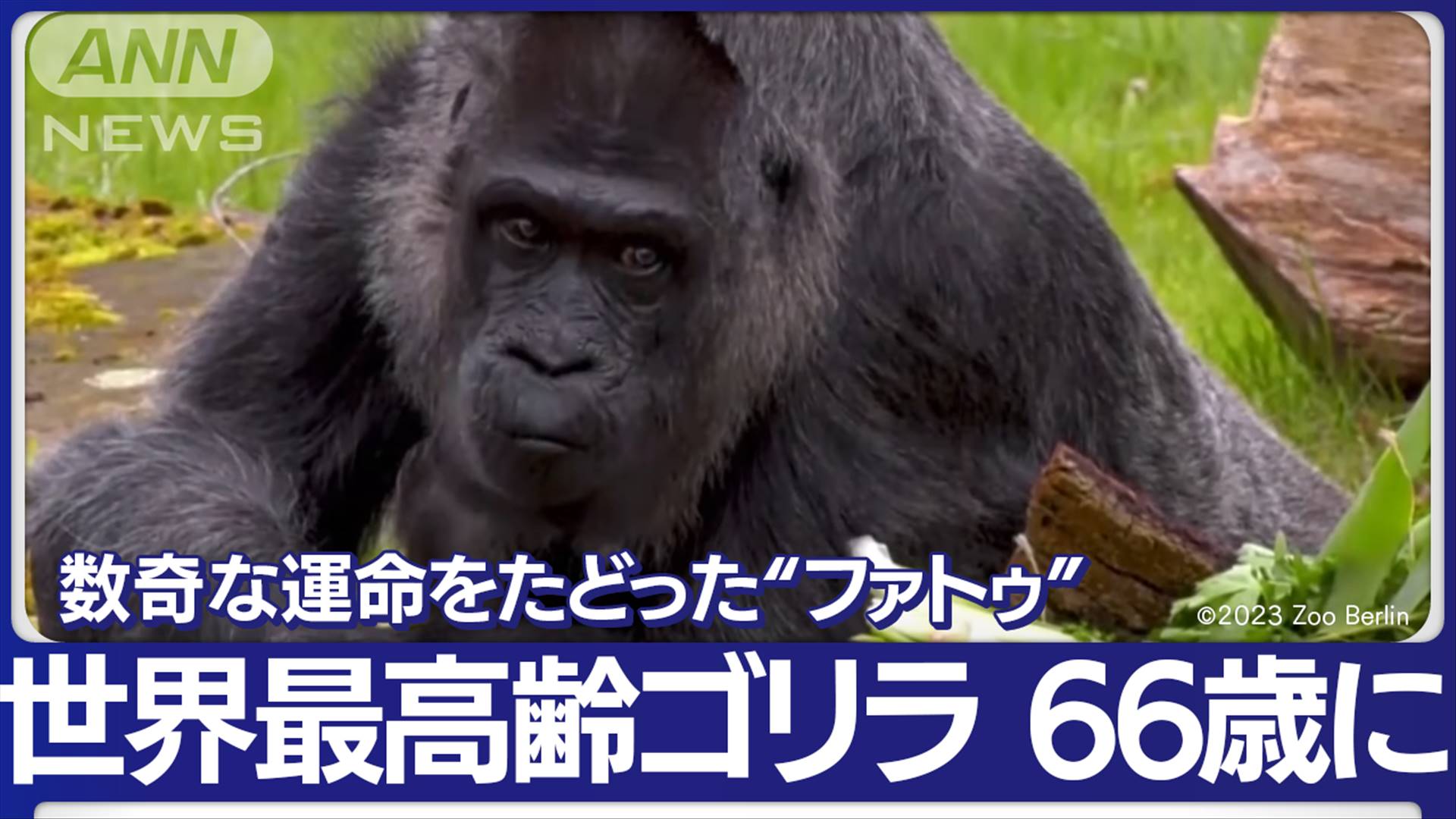 太りやすく痩せやすいゴリラ未亡人 | 徒然なる未亡人の日々