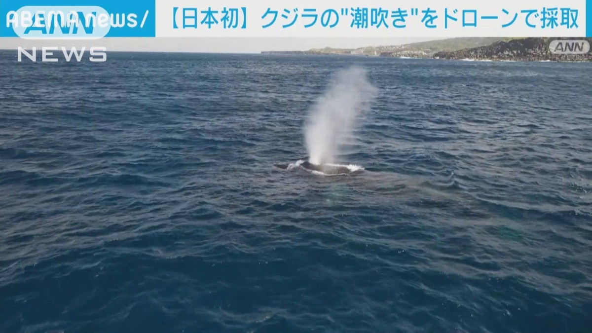 日本初“クジラの潮吹き” ドローンで採取成功 クジラ回遊変化の謎に迫る
