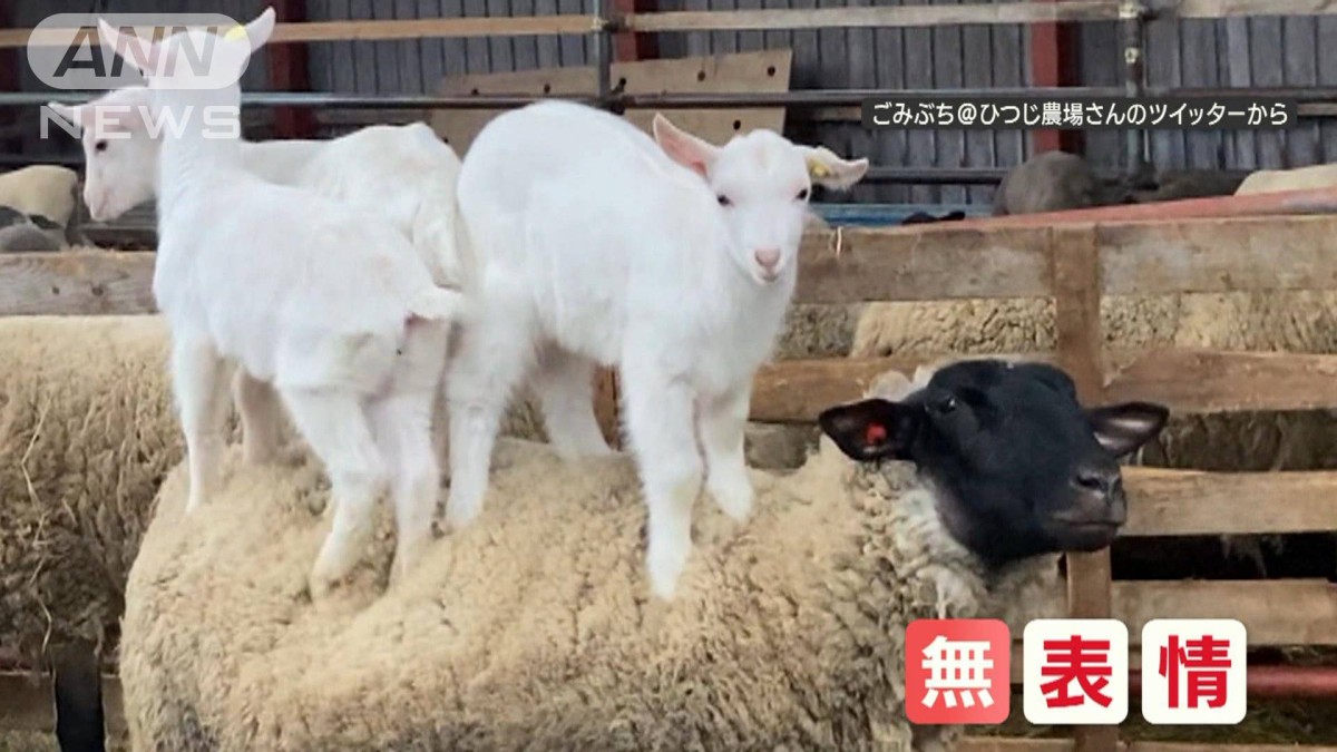 1頭のヒツジ”にピョン！ 背中に乗る“3頭の子ヤギ” ウィンウィンの関係？