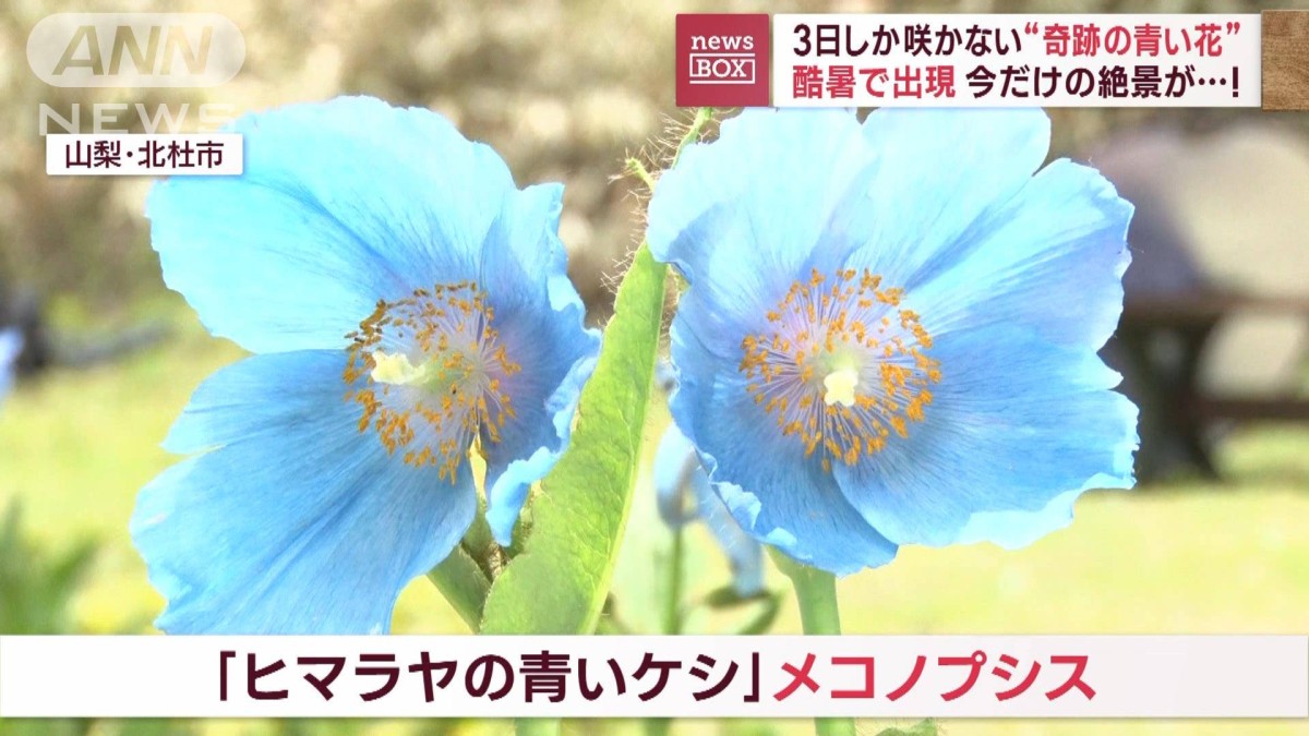 酷暑で出現 今だけの絶景が…！ 3日しか咲かない“奇跡の青い花”