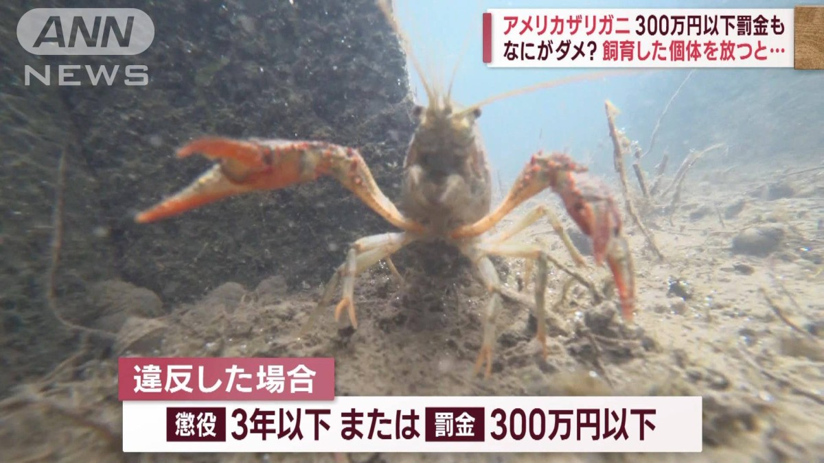 アメリカザリガニ 生態系影響で駆除 野に放つと300万円以下の罰金も