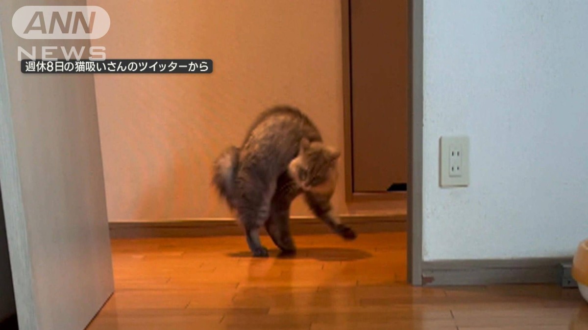 毛づくろい中のネコちゃん 目が合うと…“謎ポーズ”で立ち去る「やんのか