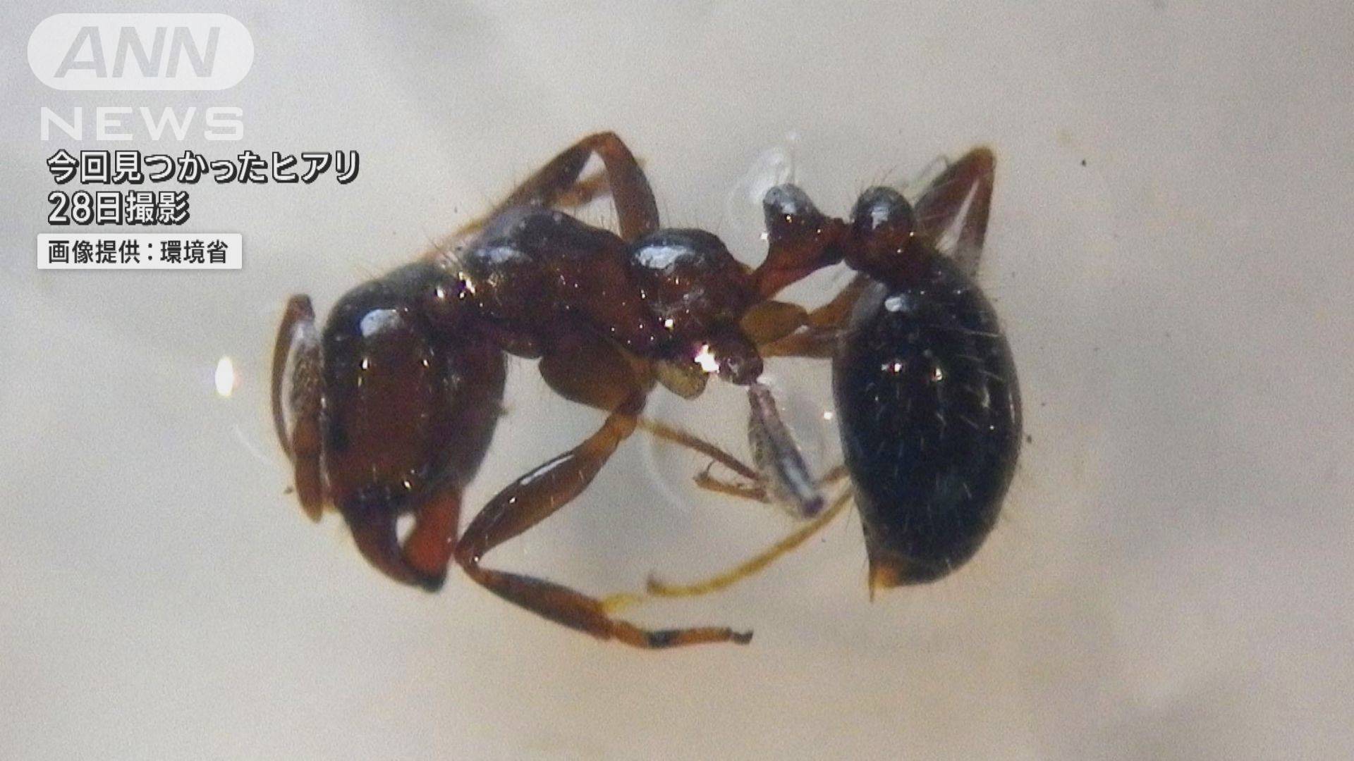 東京・大井ふ頭でまたヒアリおよそ300匹 2週間前にも数百メートル離れた場所で発見