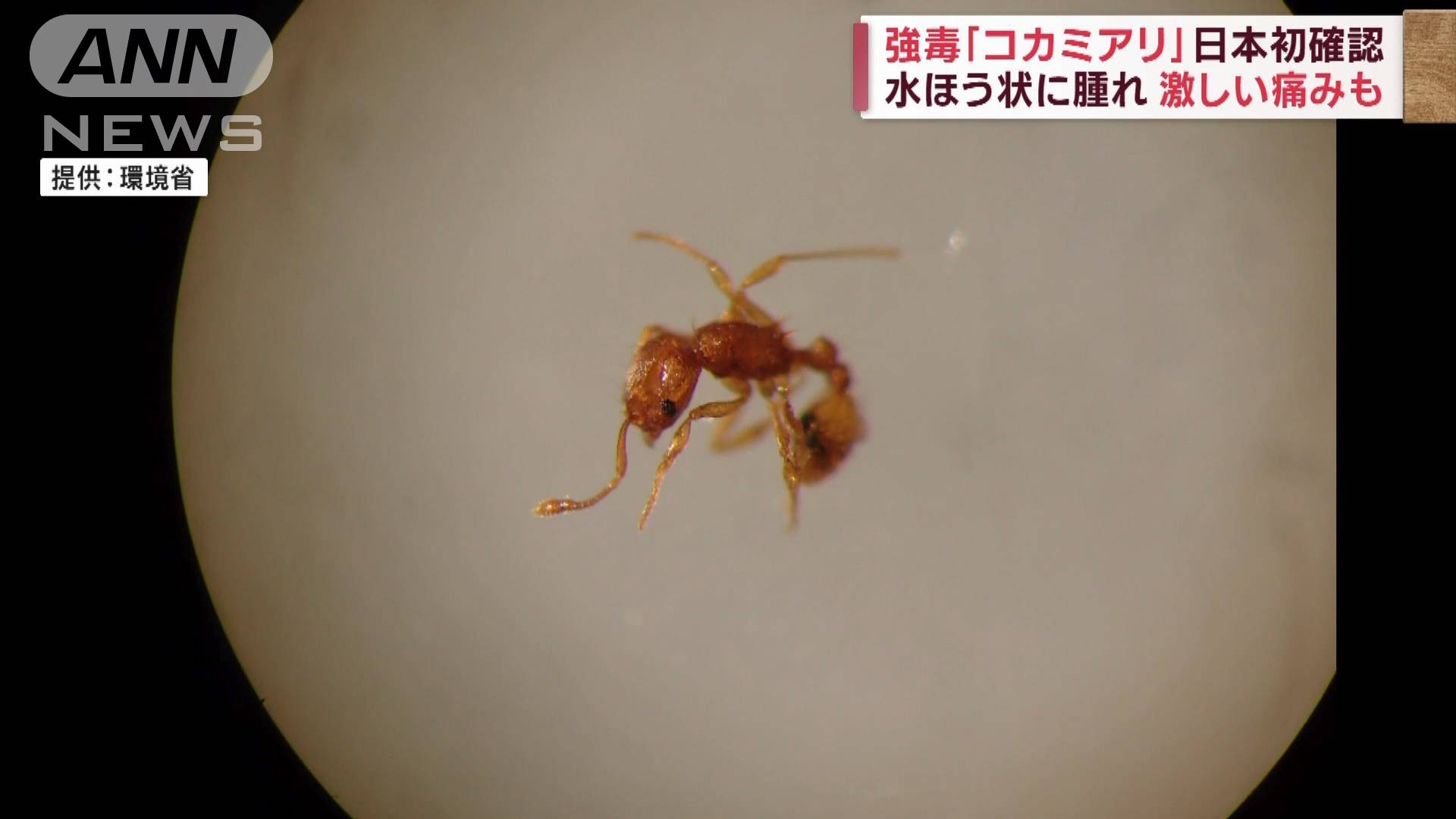 蟻毒 – 毒アリ 日本 , 蟻に刺された時の症状や対処法と薬の選び方 – JRWP