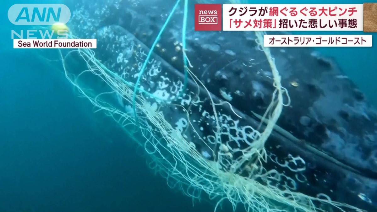 下にいるぞ！」クジラとあわや接触 網ぐるぐるで…「サメ対策」招いた