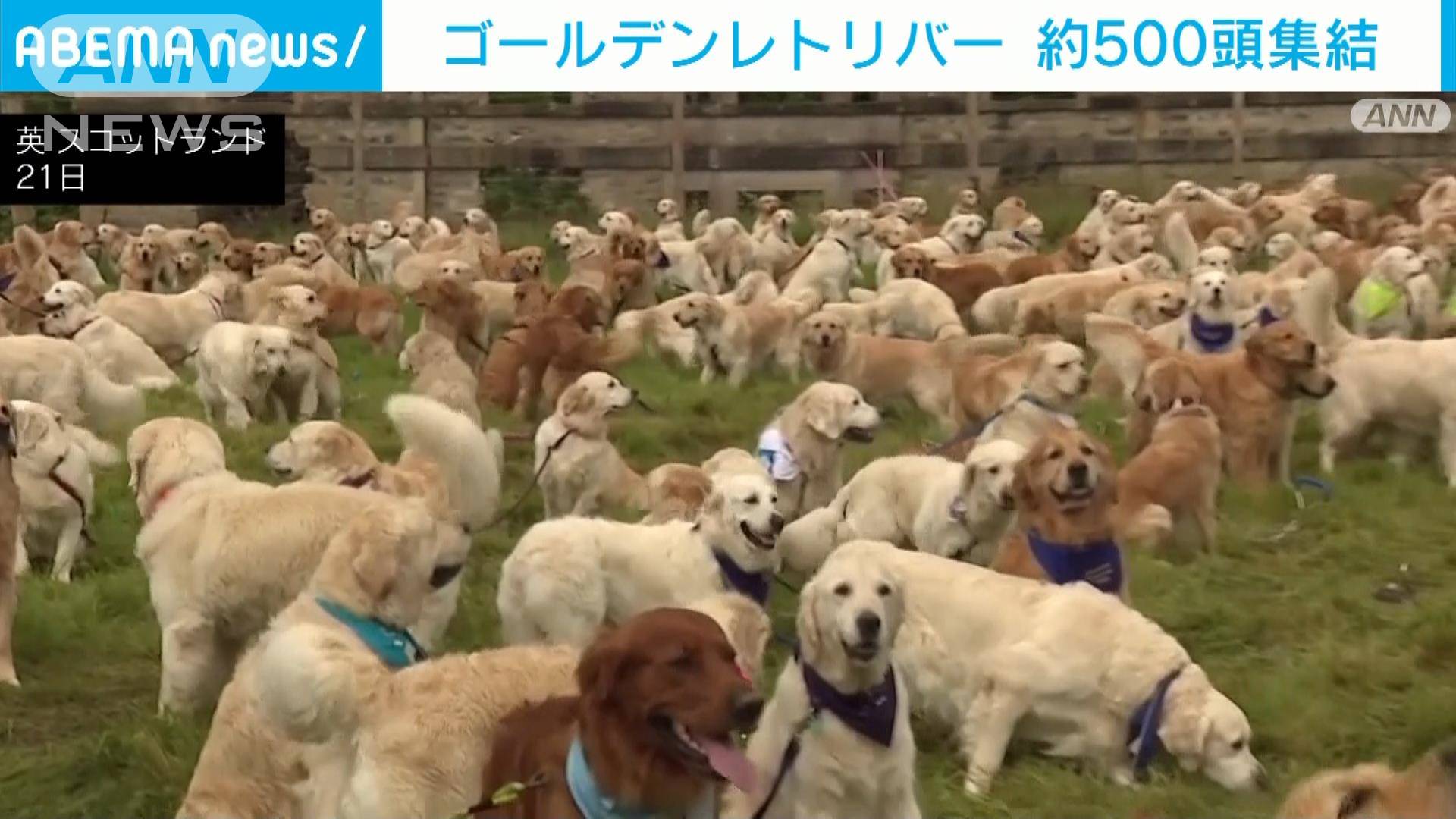 英スコットランド ゴールデンレトリバーが約500頭集結 犬種誕生155年を祝う