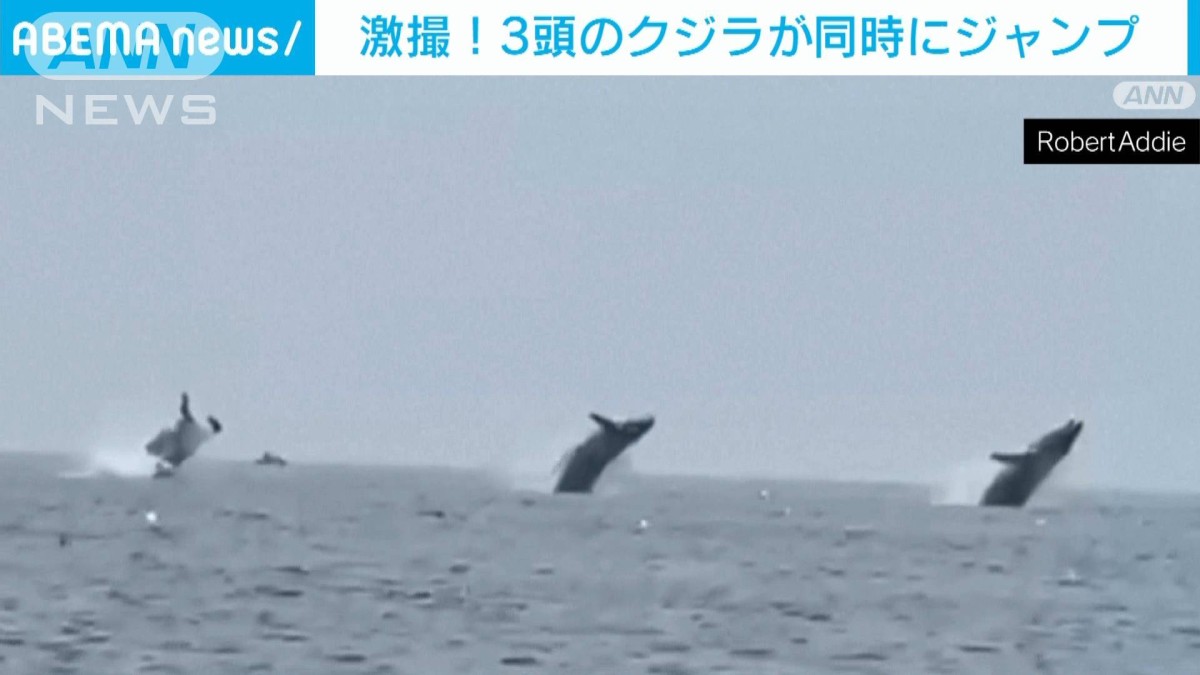 激撮！3頭のクジラが同時にジャンプ 米マサチューセッツ