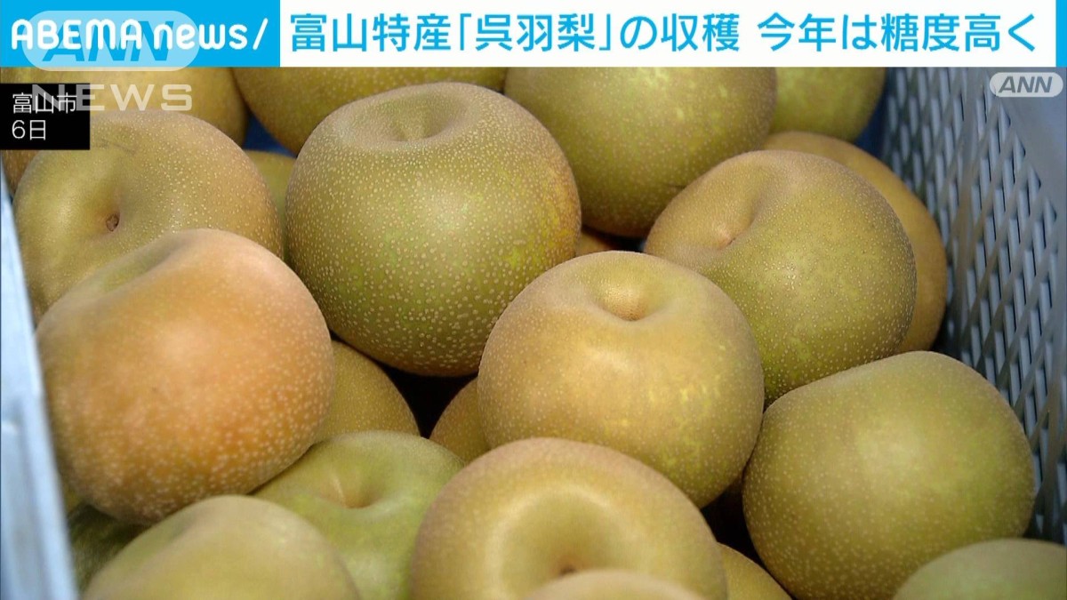 希少☆訳あり大量☆呉羽梨☆幸水☆８〜１０玉入箱☆限定破格