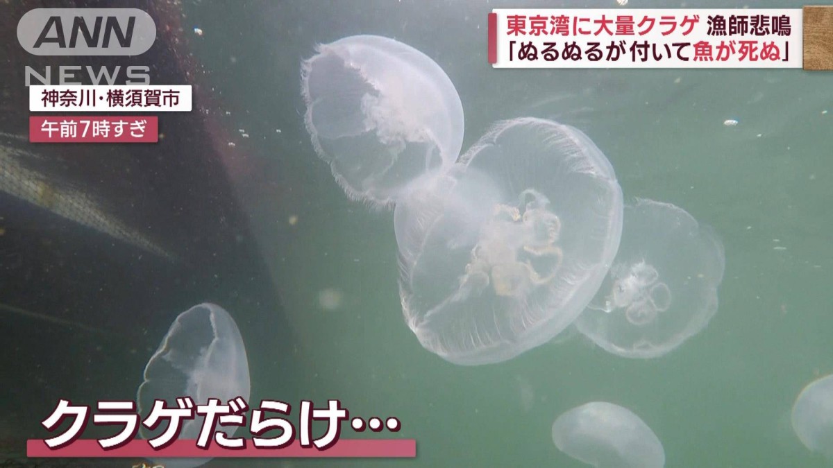 漁師悲鳴！東京湾に大量クラゲ “高い海水温で成長”専門家指摘