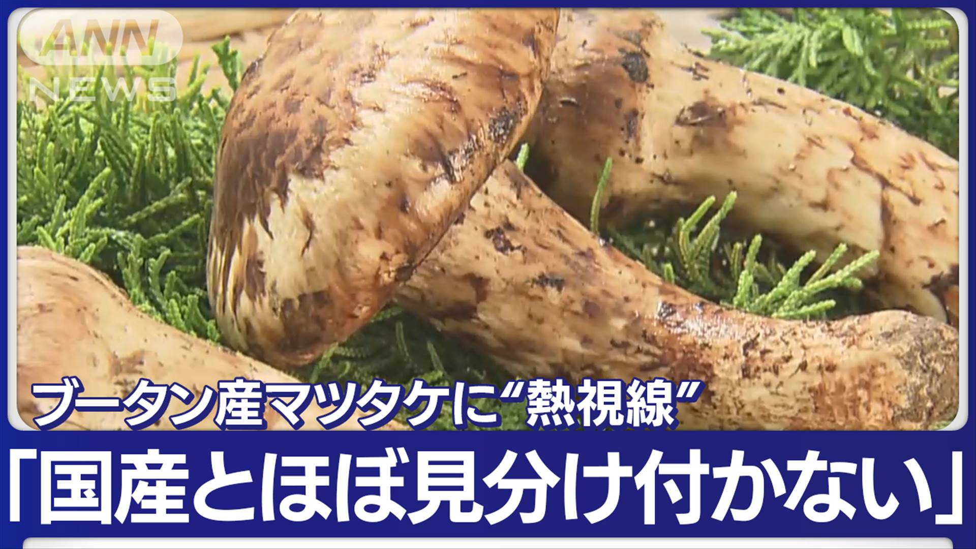 品数豊富！ 北海道産松茸