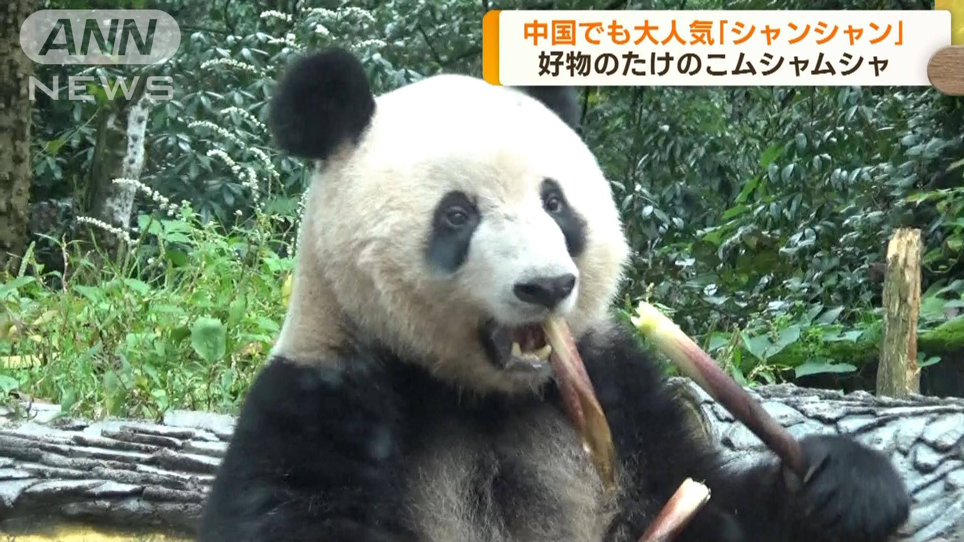 中国でも大人気「シャンシャン」 一般公開2日目
