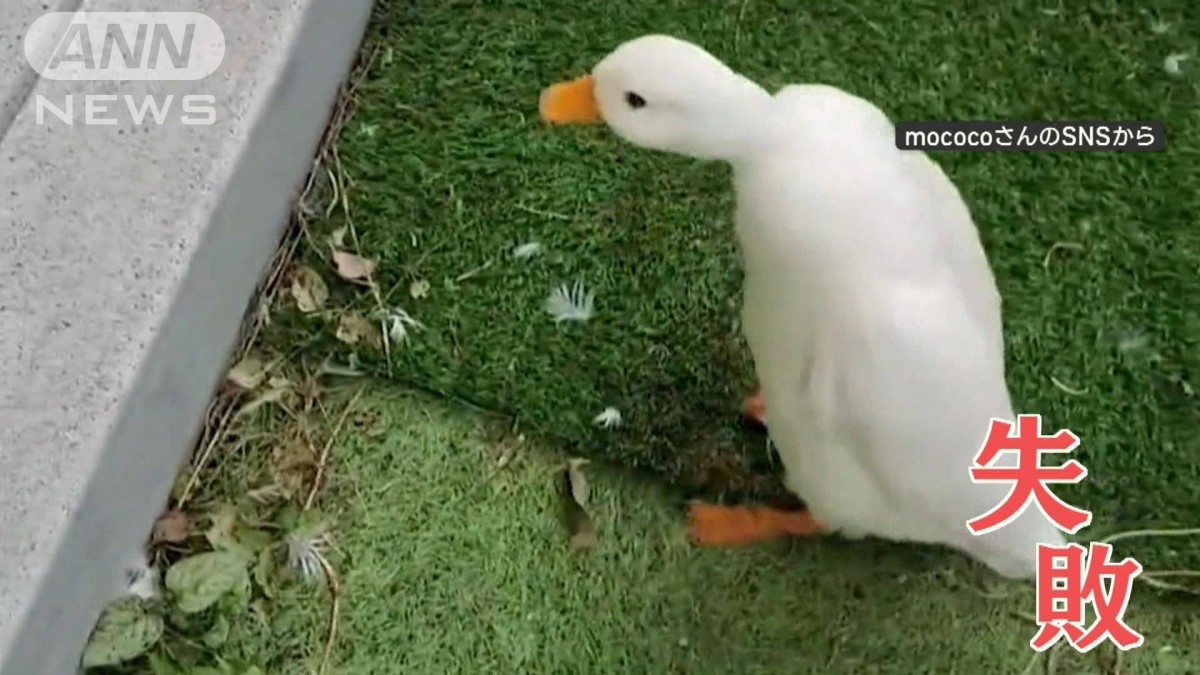 飛べない”アヒルさん 段差を前に一生懸命ピョンピョン！助走も…「練習