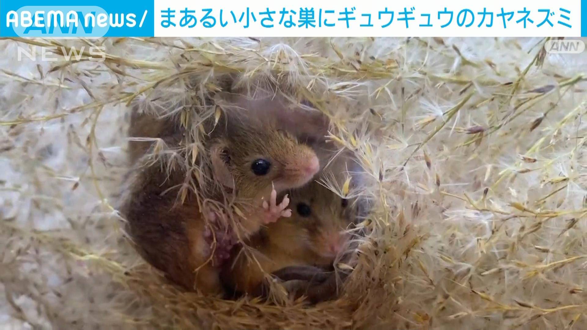 超貴重！カヤネズミ“4匹のおしくらまんじゅう” ススキの穂で編んだ球巣でぬくぬく