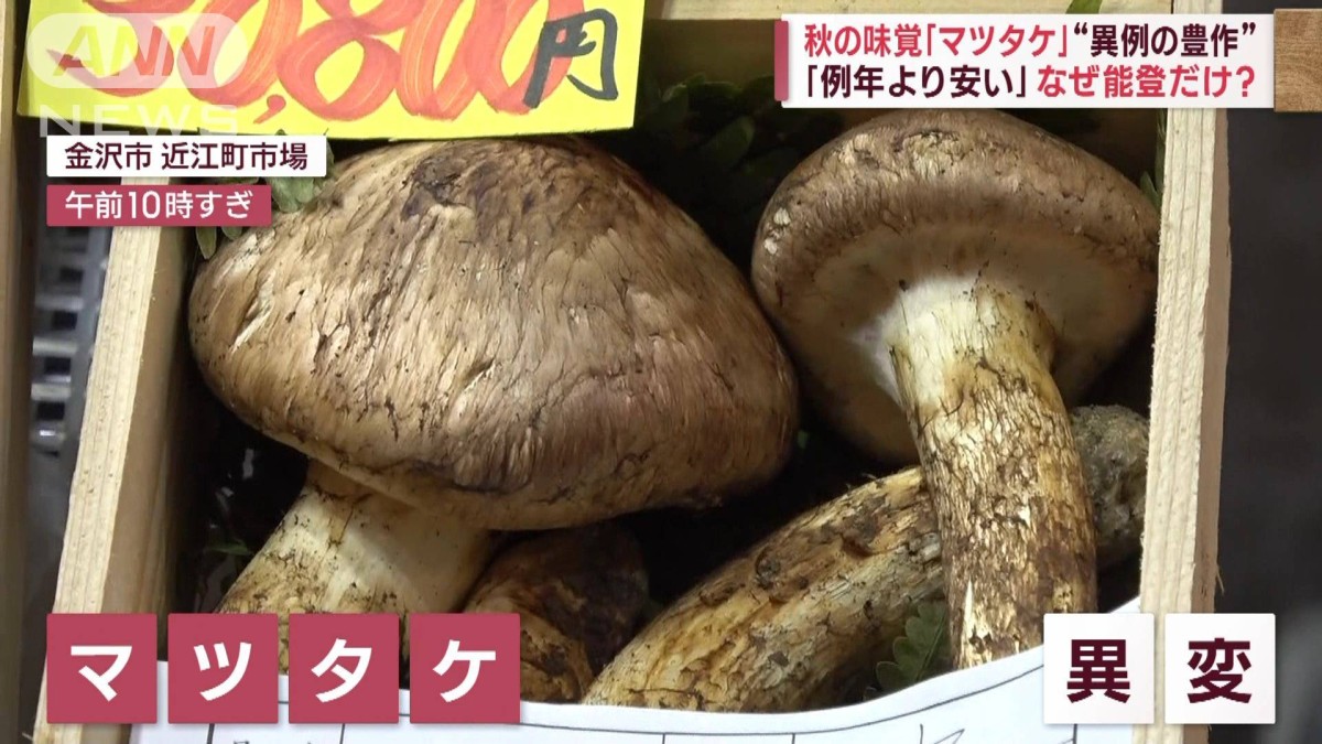 11月３日 朝どれ！能登産松茸！土付き！ 秋の味覚「マツタケ」“石川だけ豊作”“長野は5分の1”に 地域で明暗