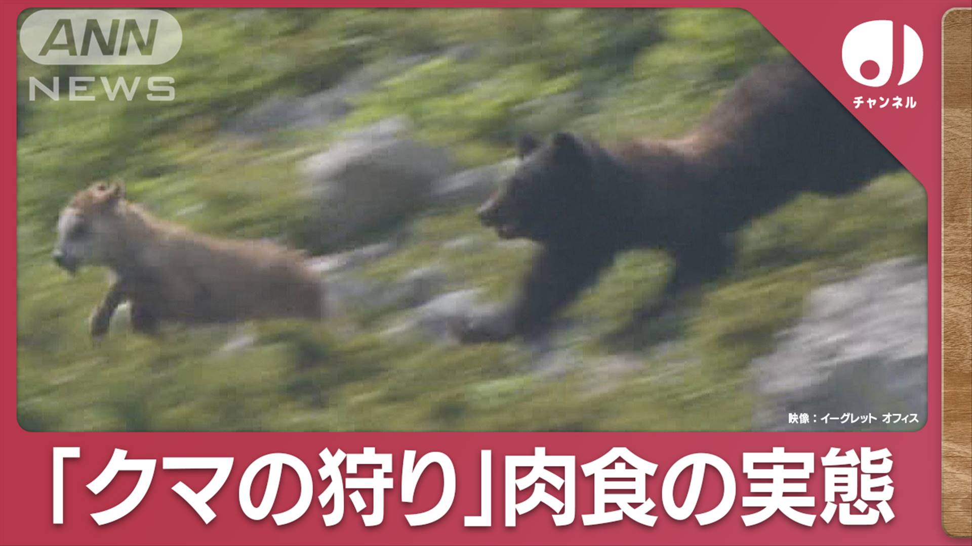 貴重映像を分析“クマの狩り”からみる生態と驚異の運動能力とは