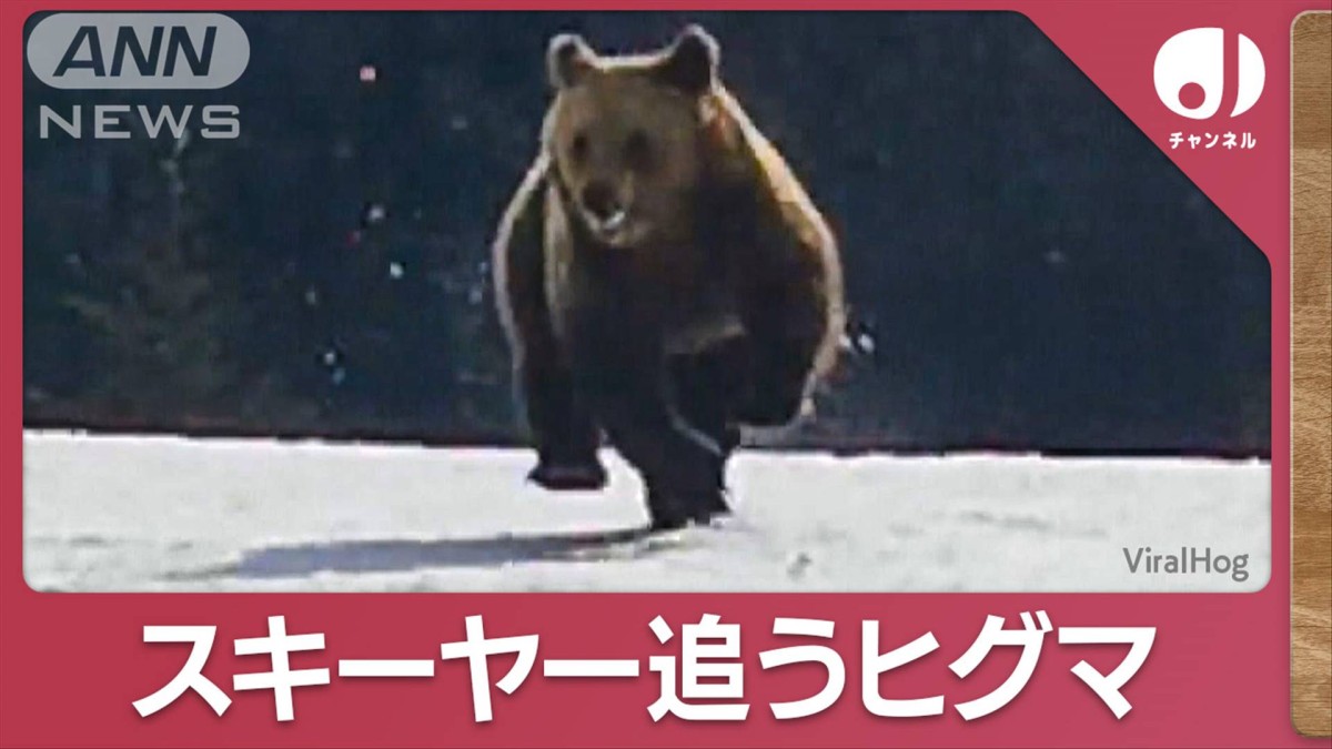 みんな逃げて！」ヒグマ”猛追3分間”スキーヤー追うヒグマ