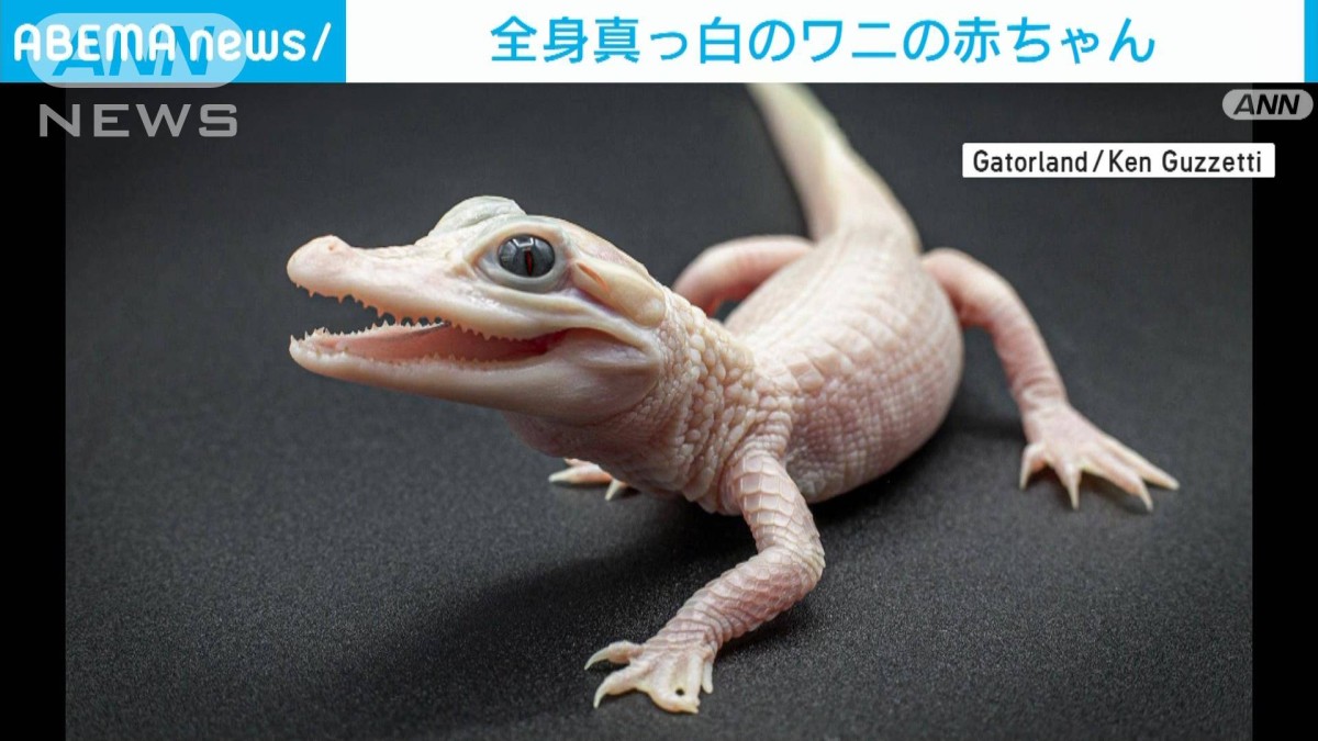 激レア！全身真っ白なワニの赤ちゃん誕生 米・フロリダ州
