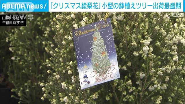 「クリスマス絵梨花」出荷　小型の鉢植えツリーが人気