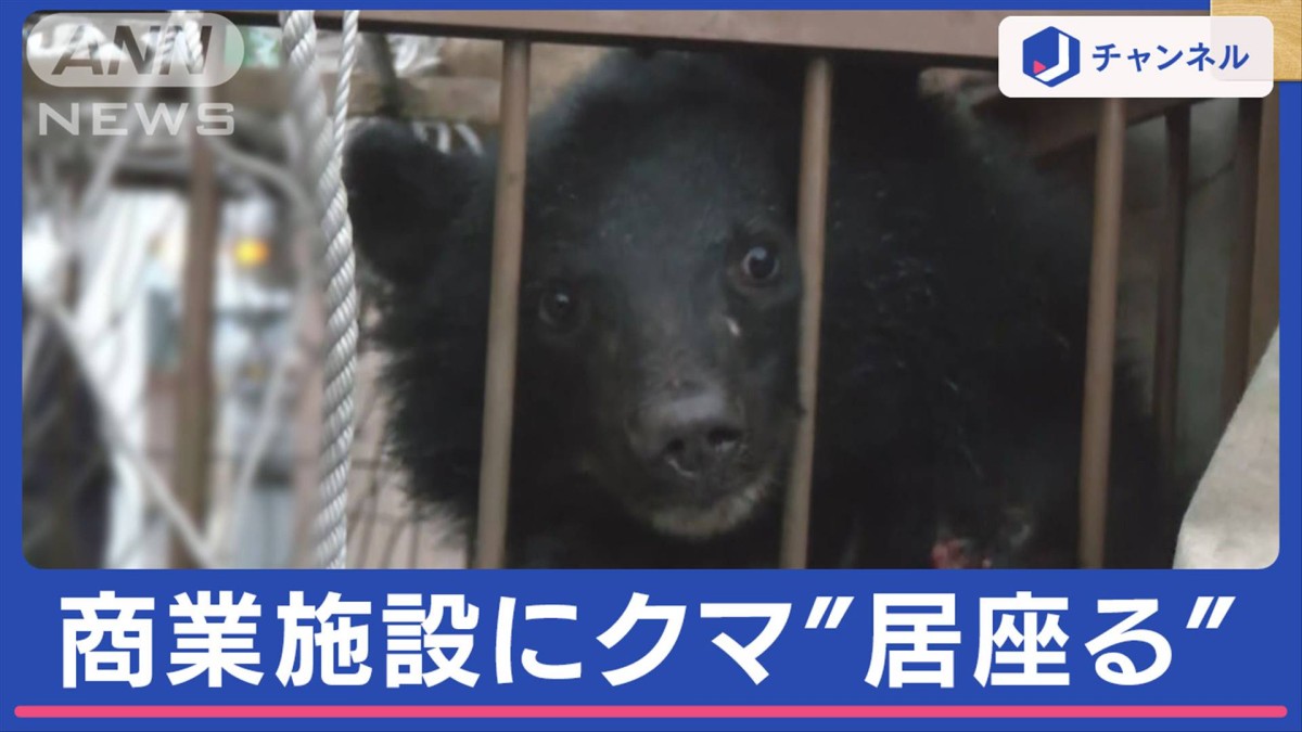 えー！」利用客驚き…冬眠せず？クマが商業施設に2時間“居座る” 相次ぐ出没