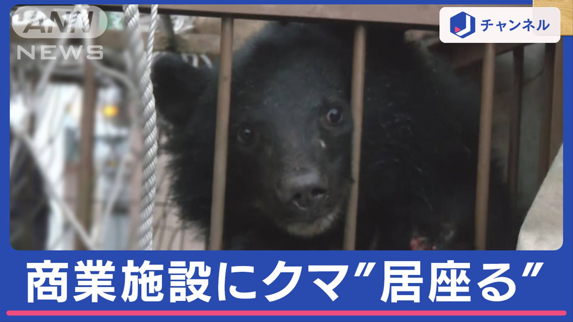 「えー！」利用客驚き…冬眠せず？クマが商業施設に2時間“居座る” 相次ぐ出没