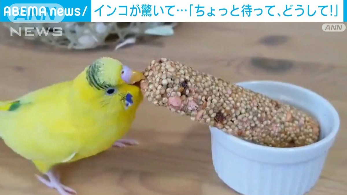 巨大な餌に驚いたインコが饒舌に!？ 「小さいオッサン入っている説