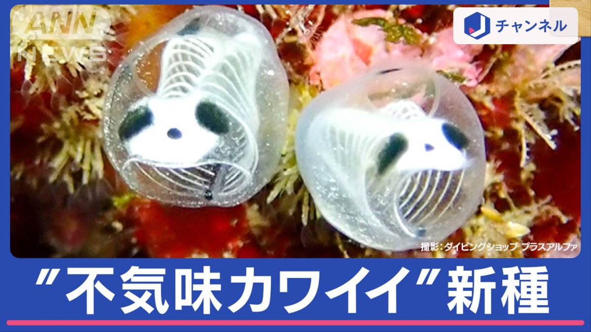 【海からの贈り物】軽石(まだら模様 パンダ石) 大熊猫（ジャイアントパンダ）が、全高40cmに迫る大型完成品スタチュー 置物
