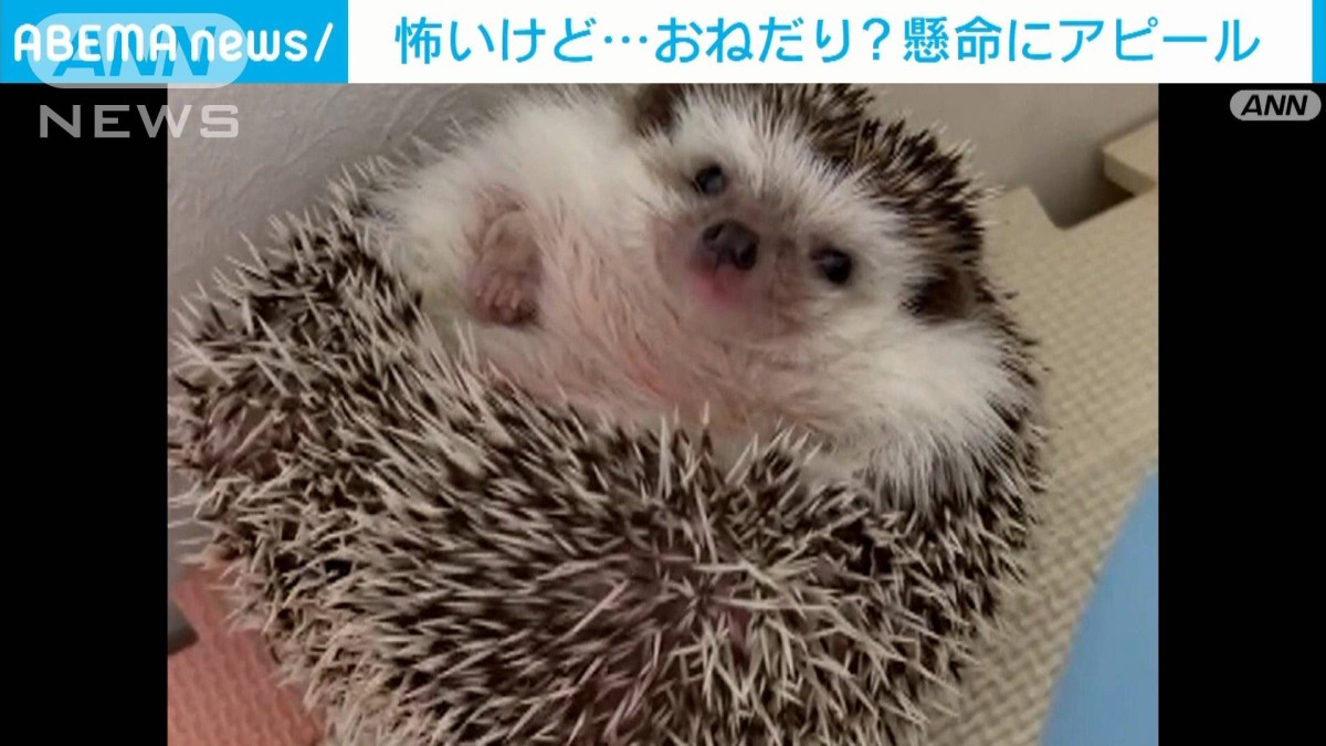 ちょっぴり怖いけど「もっと浴びせて」 ハリネズミがドライヤーの風を