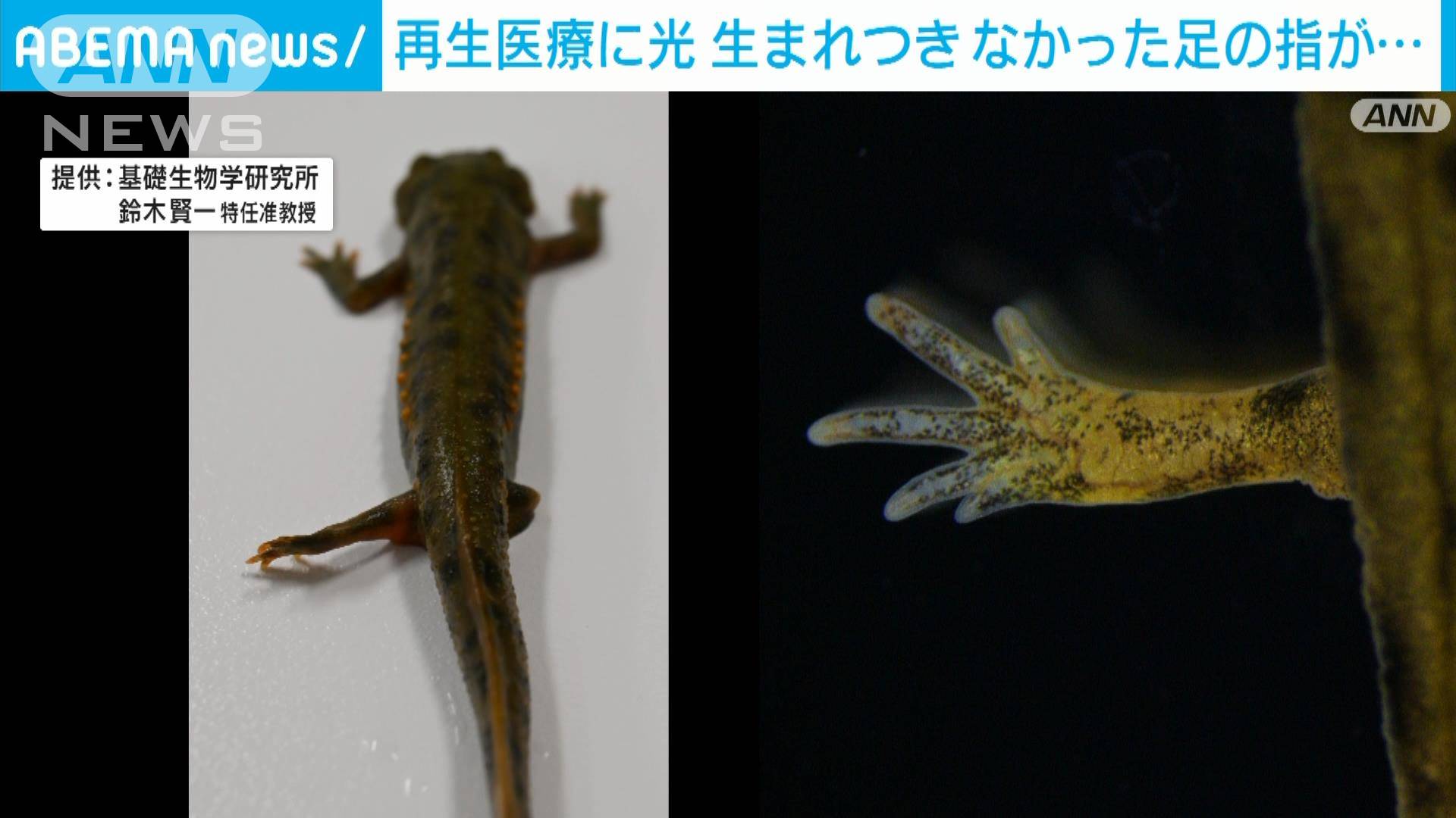 なかったはずの足の指が生えてきた イモリの能力が人間の再生医療に光