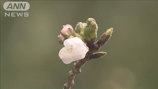 東京の桜 午後にも… 過去10年で最遅の開花か　あすにかけて全国的に春の嵐 2024年03月28日(木)