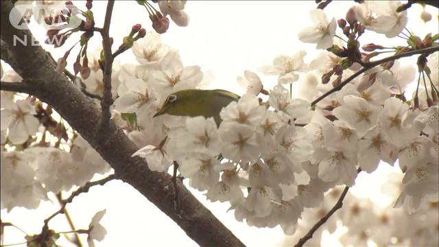 夏日目前の所も…太平洋側で気温急上昇　東京は桜満開発表へ