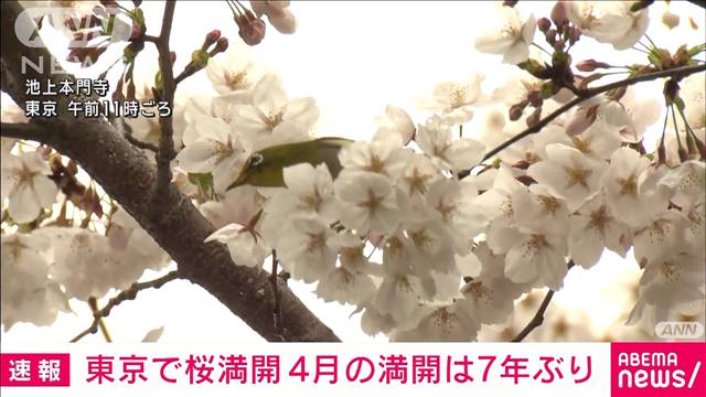【速報】東京で桜満開　満開が4月になるのは2017年以来7年ぶり　気象庁