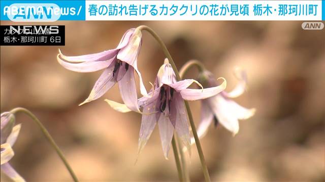 カタクリの花　自生の100万株以上が見頃迎える　栃木