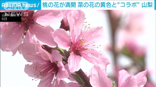 桃の花も満開に　黄色い菜の花と織りなす風景が魅了　山梨 2024年04月07日(日)