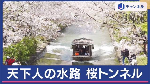 “秀吉の水路”に桜のトンネル　散らずに残った 2024年04月10日(水)