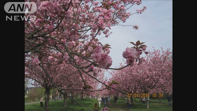ベルリンの壁の跡地の桜が見ごろに　今年は例年より早く咲く