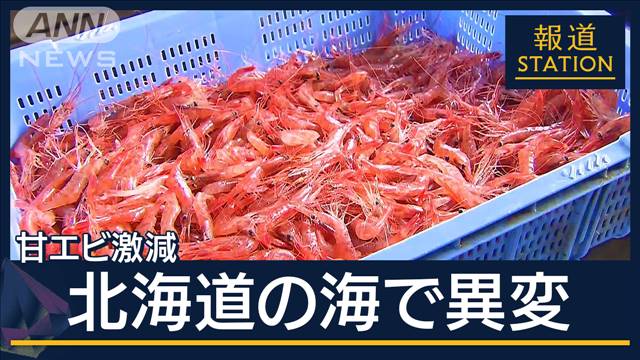 北海道の海に“異変”甘エビ不漁で頭抱える“日本一の町”原因はイワシ“大量発生”